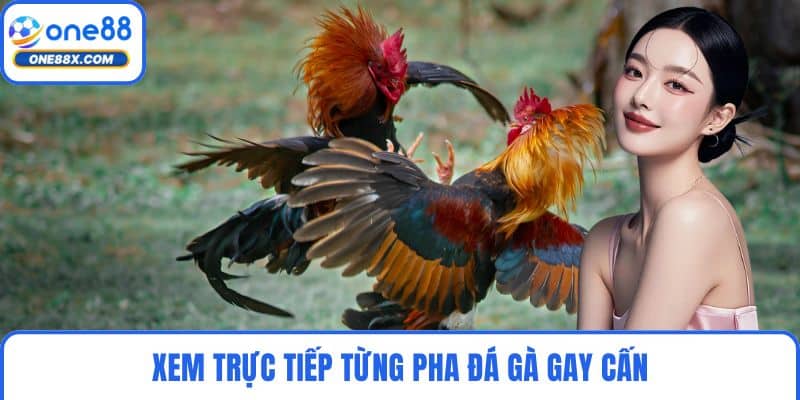 Xem trực tiếp từng pha đá gà gay cấn